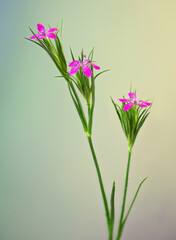 Deptford pink flowers (Dianthus armeria), a native of Europe that has become naturalized throughout much of North America.