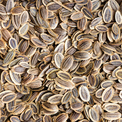 dried dill seeds close up