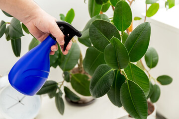 Ficus elastica. Spraying ficus leaves from a spray bottle. Hand sprinkles the leaves Rubber ficus....