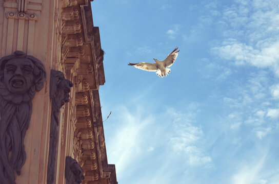 seagull flying in the blue sky