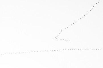 migratory birds fly in the sky