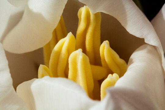 macro photography of a white tulip in spring