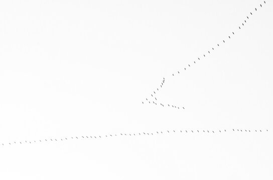 migratory birds fly in the sky