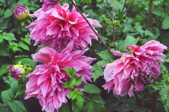 pink flowers