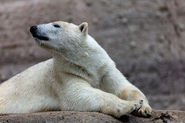 polar bear cub
