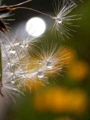 dandelion seeds and raindrops