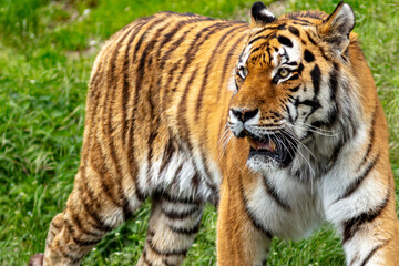 Fototapeta na wymiar relentless tiger walking up and down 