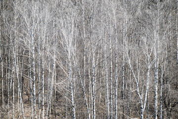 above view of bare birch trees in forest in spring