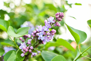 lilac flowers on green background
