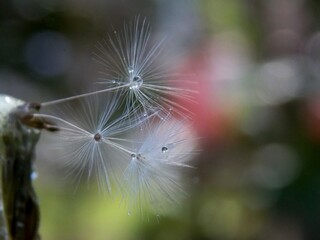 dandelion seeds and raindrops