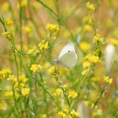 Butterfly on a background of yellow flowers