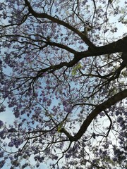 tree in spring
