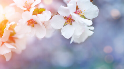 Fototapeta na wymiar White flowers on blue background Blurred natural floral background
