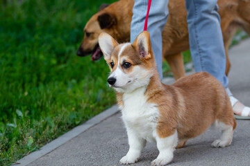 The dog breed Welsh Corgi cardigan of light red or fawn color carefully looks forward standing on a red leash next to the owner on a walk through the city. The pet puppy is 3 months old.