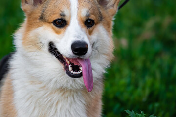 A large portrait of a Pembroke Welsh corgi dog in the summer on the street against a backdrop of blurred green grass with a bright pink or purple tongue dumped. Overheating the pet on the walk.