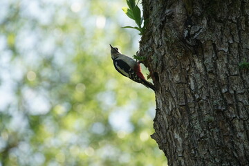 Fototapeta premium Dendrocopos major, Buntspecht an einem Baum