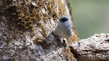 bird, natur, wild lebende tiere, tier, baum, wild, ast, schnabel, aviär, bird, 