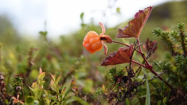 Ripe orange red cloudberry on a background of green leaves in the boreal forest