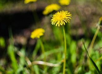 yellow dandelion