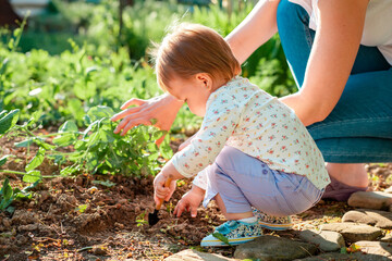 Summer season. Little baby weeds the herbs beds with a child's shovel. Mother nearby helps to her...