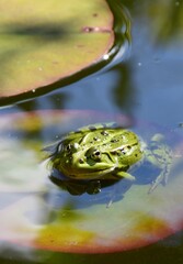 Frosch auf einem Seerosenblatt