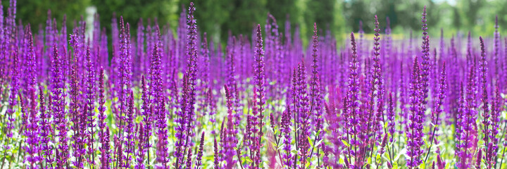 banner. purple flowers of decorative sage field. Beautiful summer violet floral natural background....