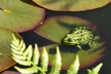 Frosch auf einem Seerosenblatt