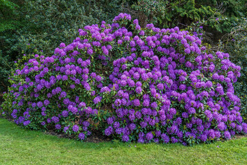 Obraz premium Blühender Rhododendron