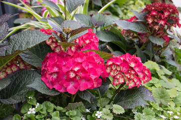 red hydrangea flowers in the garden