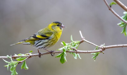 bird, natur, tier, wild lebende tiere, baum, ast, spatz, schnabel, wild