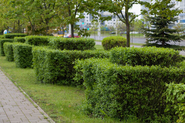 Neatly trimmed bushes along the sidewalks in the city.