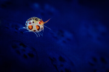 Underwater amphipod lady bug