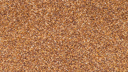 uncooked whole-grain teff seeds close up