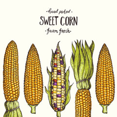 Corn on the cob hand drawn vector illustration. Top view frame. Corn set illustration. Colored corn, vintage design template.