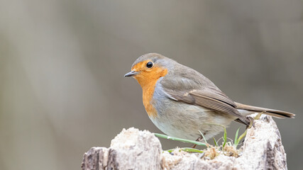 bird, robin, wild lebende tiere, natur, tier, ast, rot, baum, wild, schnabel,