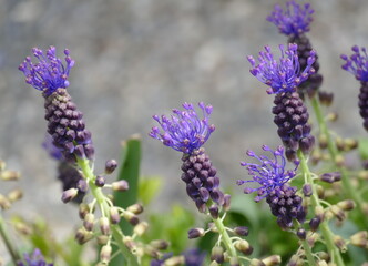 Mehrere Blüten der Schopfigen Traubenhyazinthe, Muscari comosum,