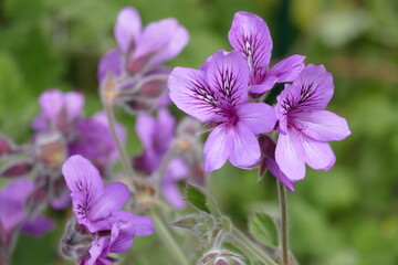 Fototapeta premium Blüte von einer Duftgeranie, pelargonium cucculatum.