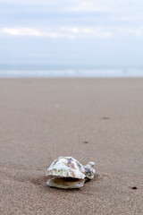 shell on the beach, clam on the coast