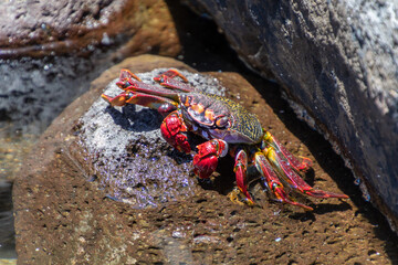 Close-up of a red, yellow and black crab.
