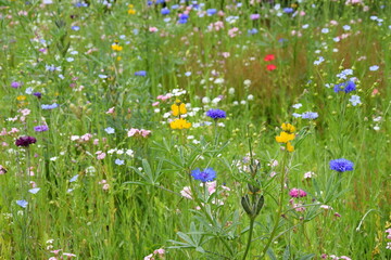 Blumenwiese im Sommer