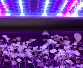 Lettuce seedlings with leaves growing under purple UV LED light diodes