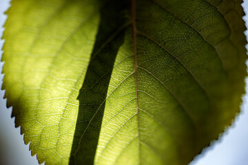 green leaf macro, nacka, sverige, sweden, stockholm
