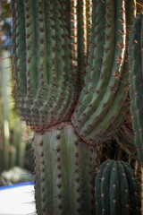 cacti as the basis of landscape design, clean stylish tall green verticals of the courtyard of a modern arabic villa