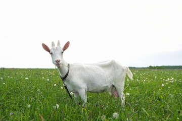 Fototapeta premium white adult goat grazing on a green field, summer day