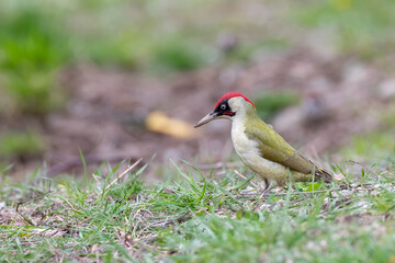 Green woodpecker - Picus viridis