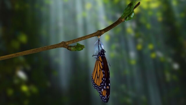 Butterfly Comes Out From Its Cocoon Of Tropical Butterflies.