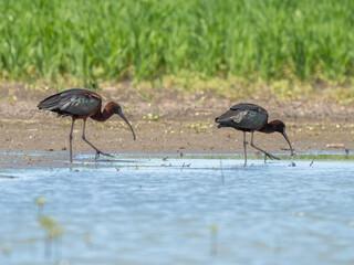Synchro foraging