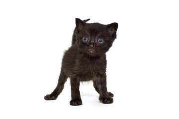 Funny, black kitten with blue eyes