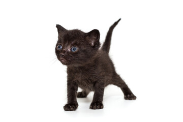 Funny, black kitten with blue eyes