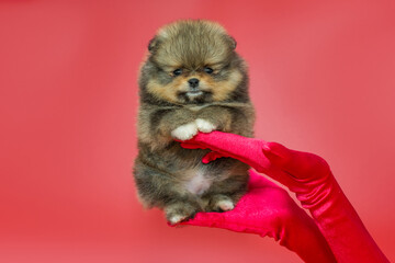 Fototapeta na wymiar Small pomeranian puppy in the hands